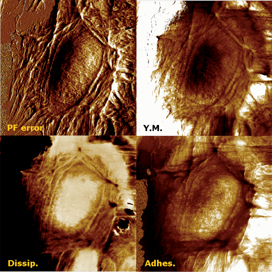 75x75µm BioScope Catalyst and PeakForce QNM image of living HaCat cells under oxidative stress. The cells react by rapidly synthesizing stress fibrils to establish contacts with adjacent cells.