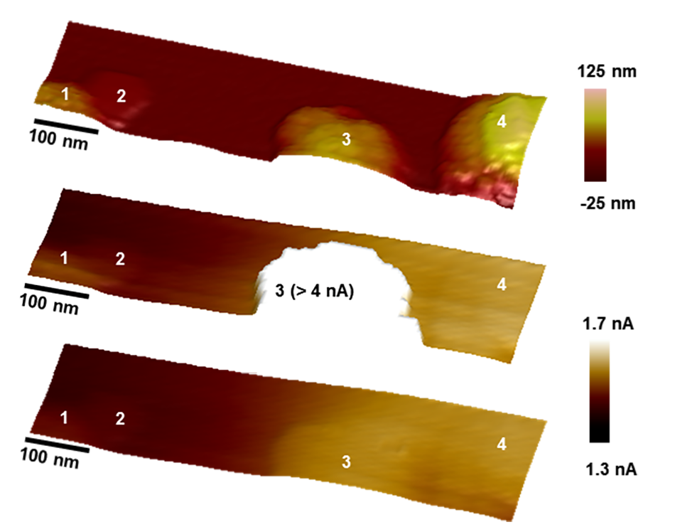 PeakForce SECM topography, tip current, and lift scan electrochemistry of nanoparticle-decorated semiconductor electrode.
