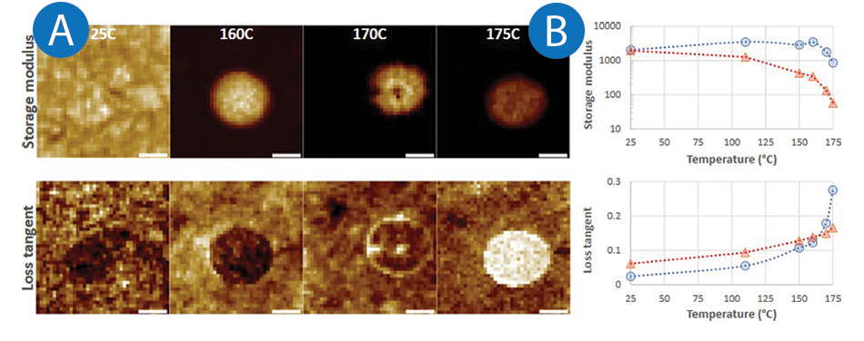 Storage modulus and loss tangent of PP-COC blend at varied temperatures via AFM-nDMA and 10Hz thermal analysis.