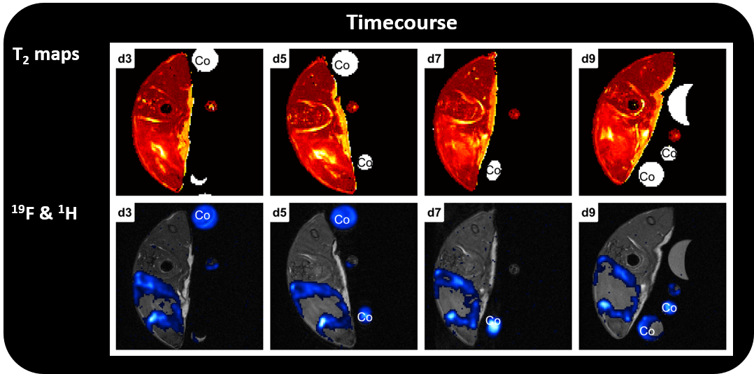BioSpec | Modular MRI | MRI Animal Research | Bruker
