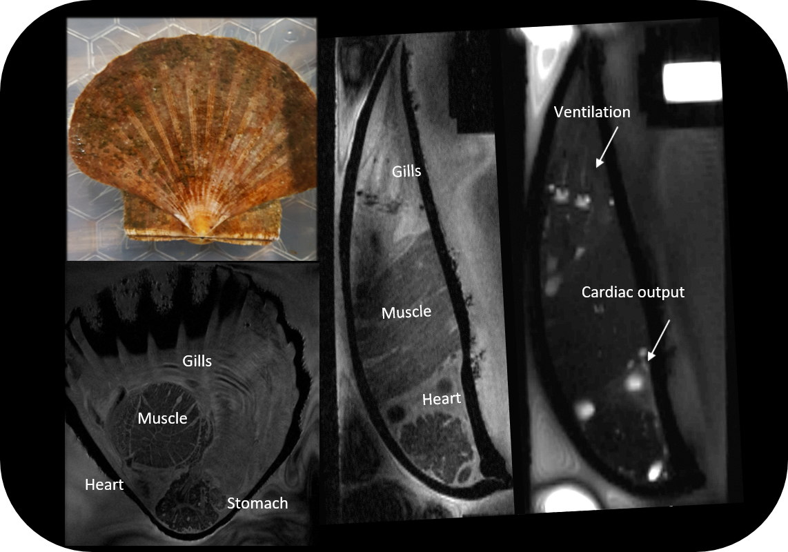 BioSpec | Modular MRI | MRI Animal Research | Bruker