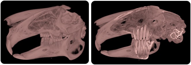 PET/CT | PET System | Preclincal CT | Total Body | Bruker