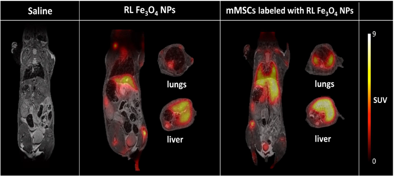 PET/MR | Preclinical PET | Detector Technology | Bruker