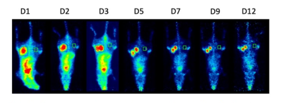 PET / SPECT biodistribution & dosimetry preprocessing