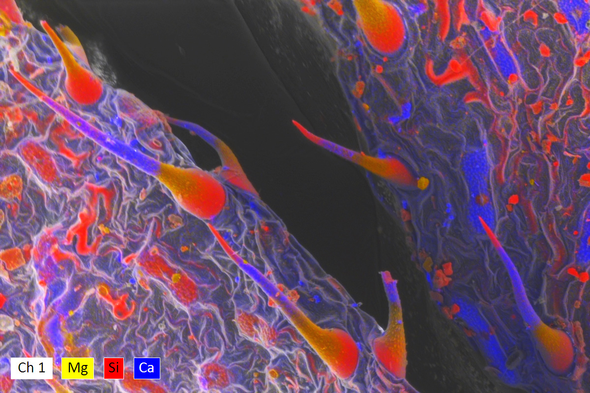 Elemental Analysis of a Plant Sample using Dual EDS Detection | Bruker