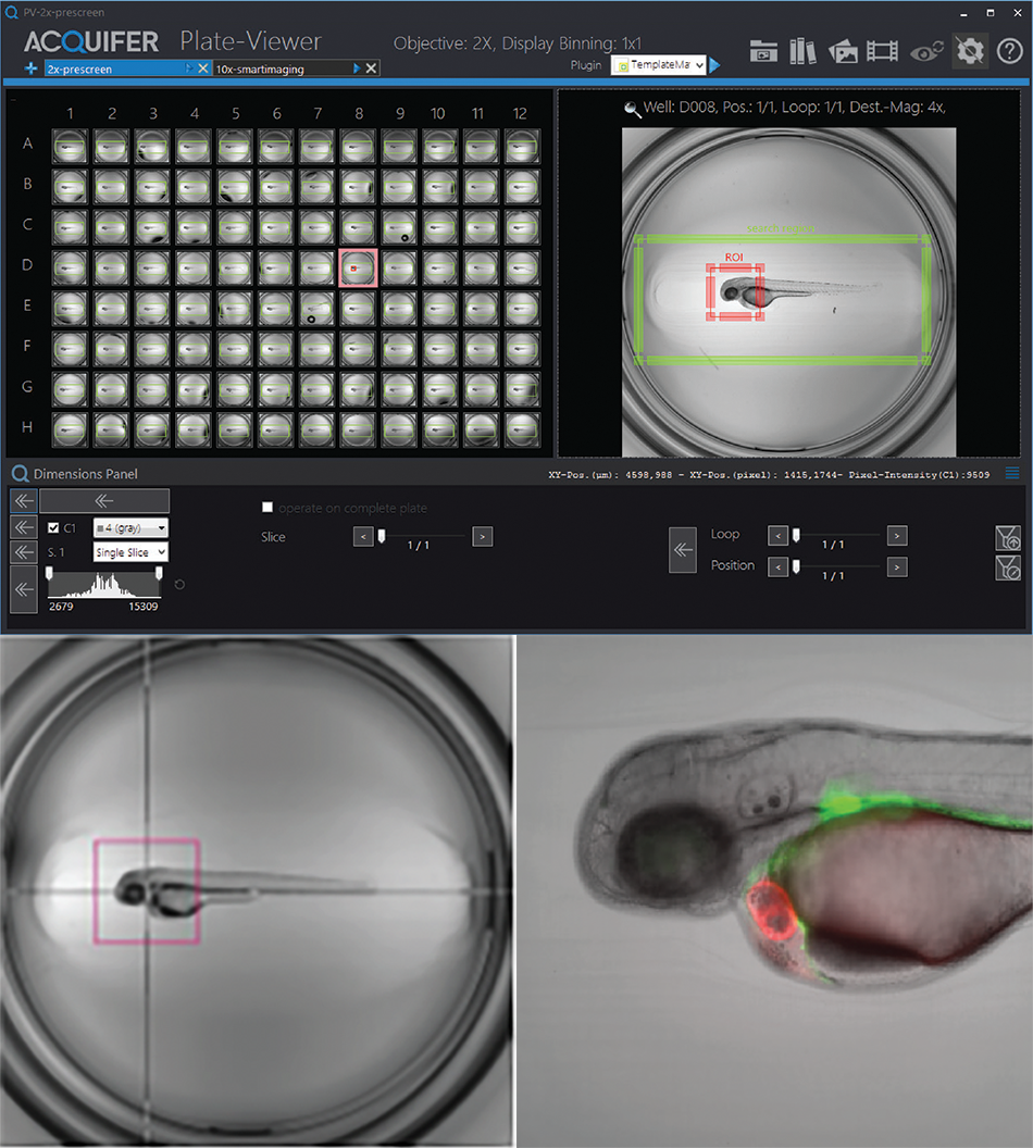 Image shows how the Click-Tool works. Top: a 3-day-old zebrafish embryo is shown after automatic region selection. Bottom left: red box marks the 10x zoom area. Bottom right: one high-resolution image from that area.