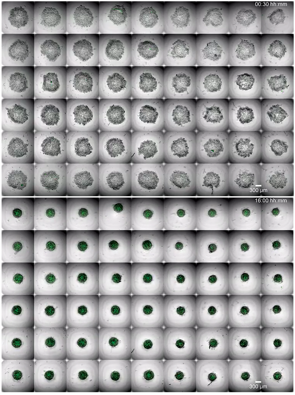 Image shows medaka cell aggregates changing shape as they develop into retinal tissue, with snapshots from 00:30 hours (top) and 16:00 hours (bottom).
