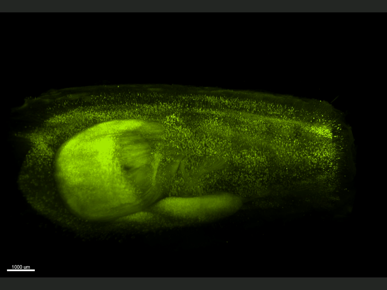 Luxendo Light-Sheet image of neurons of a transgenic mouse expresing fluorescent protein YFP.