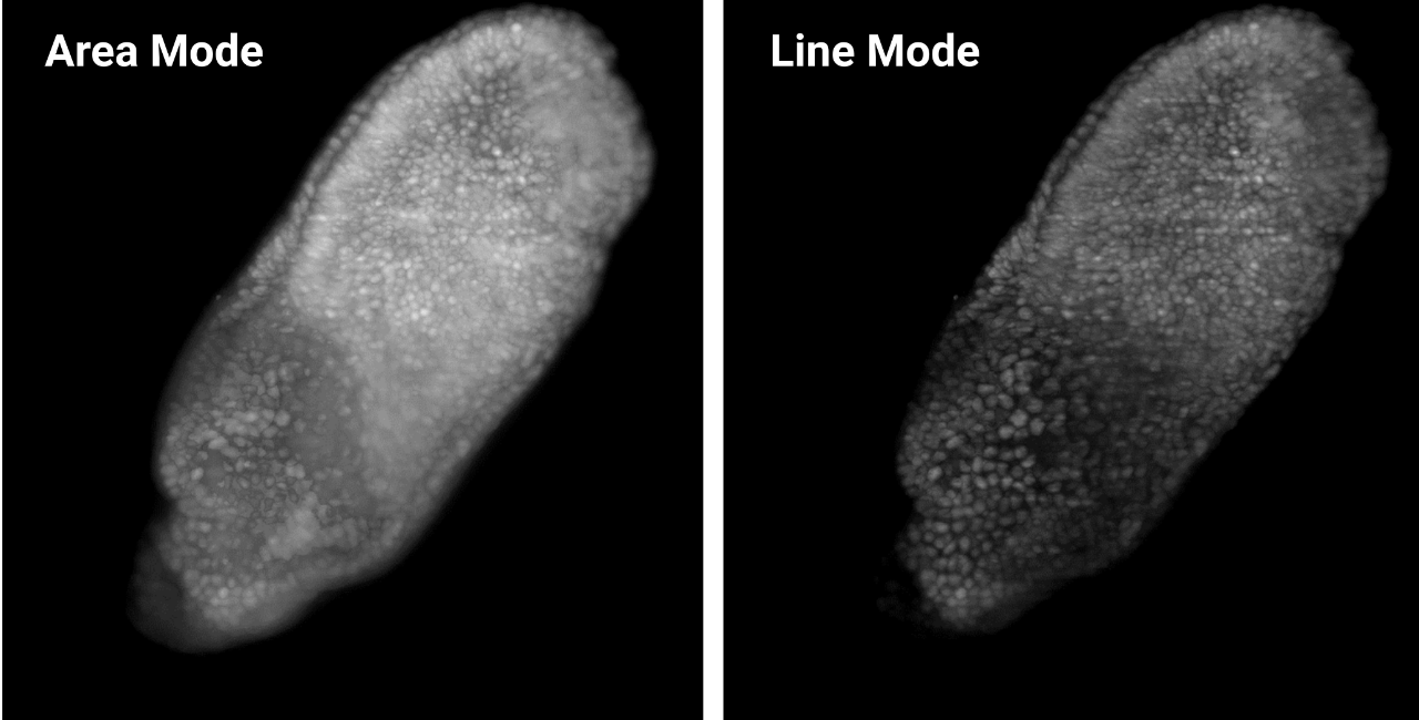 Mouse embryo with and without Line Mode.