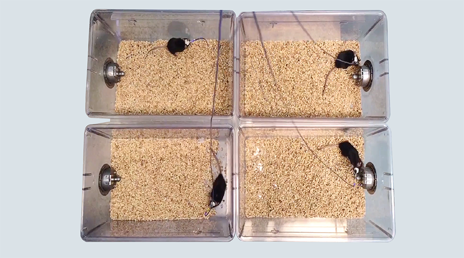 Tech Note: Deciphering Brain Function with the World's First Multi ...
