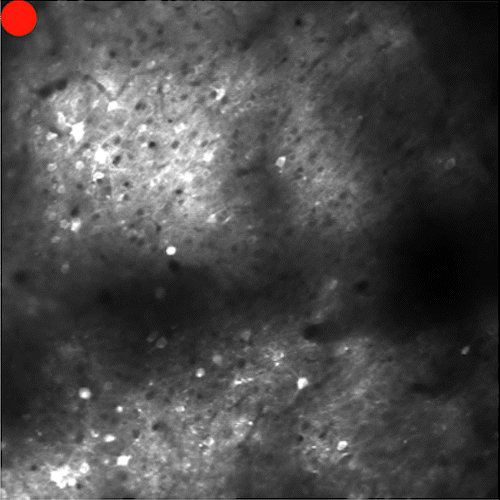 OptoVolt Module traditional resonant raster with single line per galvo sweep