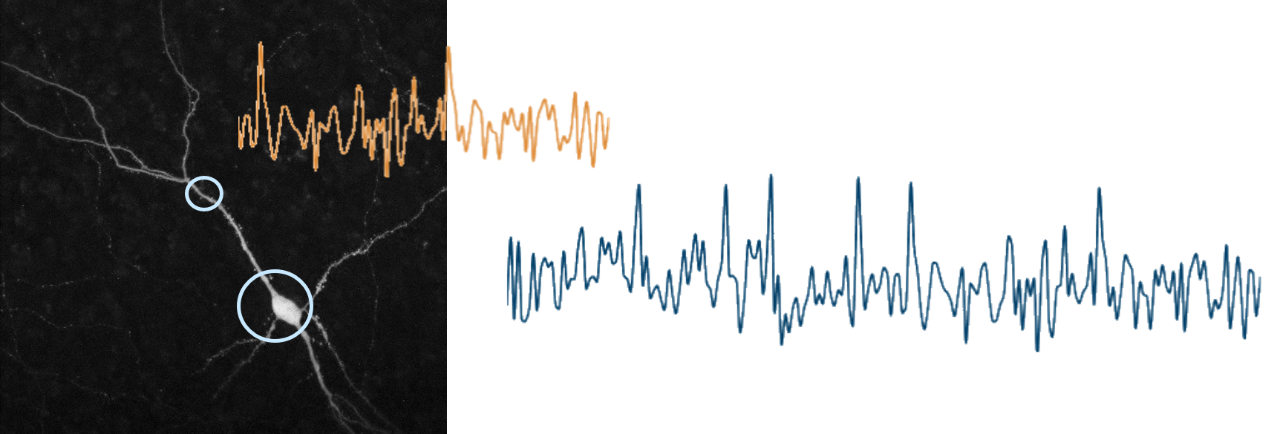 OptoVolt Module enables fluorescent voltage trace extraction