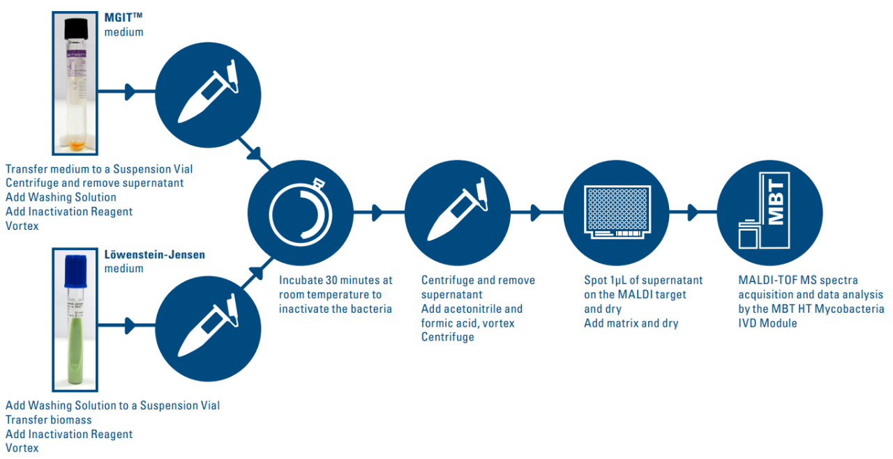 MBT Mycobacteria IVD workflow diagram