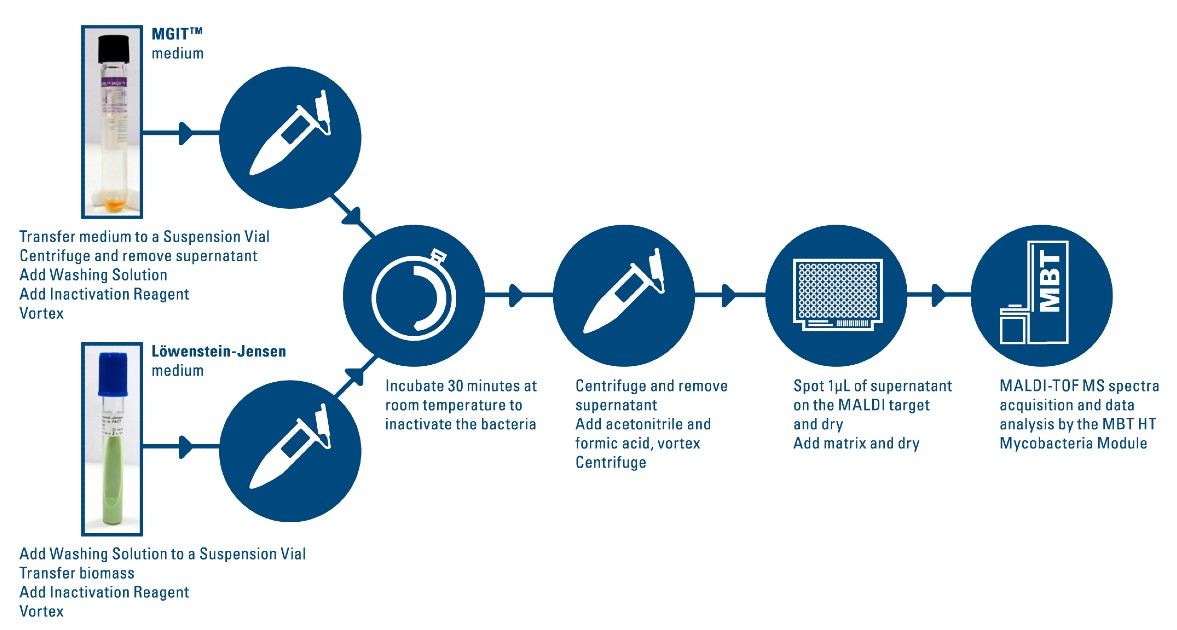 MBT Mycobacteria RUO workflow diagram