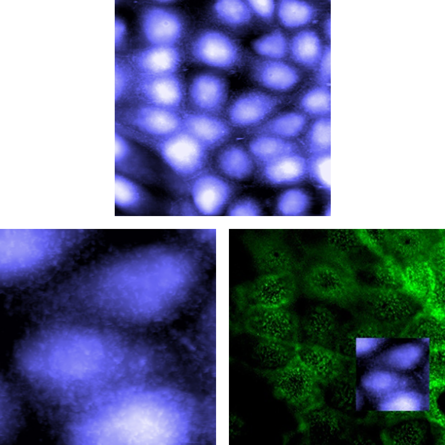 AFM and confocal fluorescence images of a confluent monolayer of MDCK cells with labeled actin