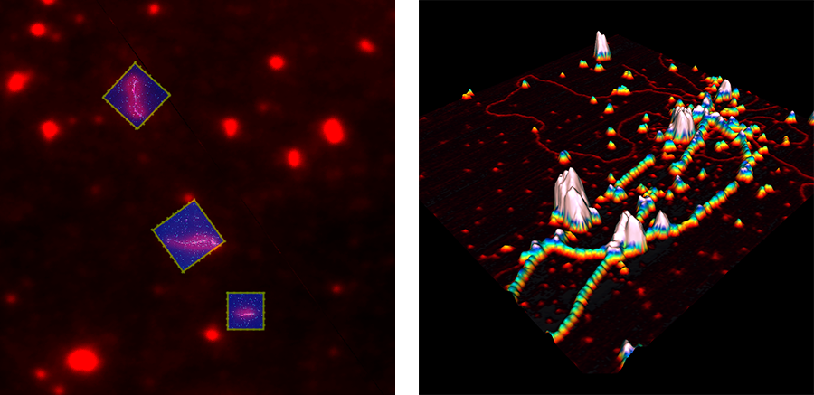 AFM and fluorescence image of Alexa555-labeled Rad51 proteins bound to DNA