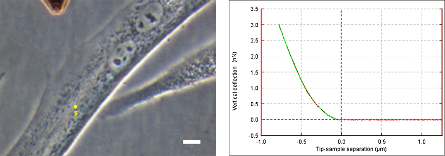 AFM image and force-distance curve of fibroblast cells