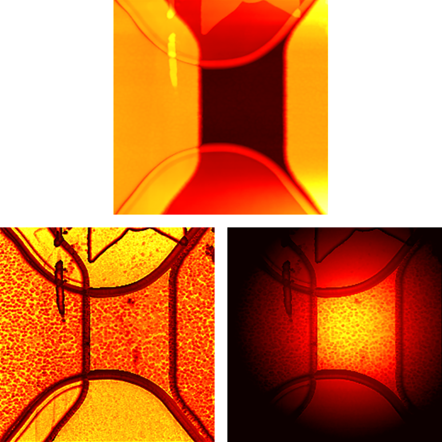 AFM scanning thermal microscopyy images on thermal test sample