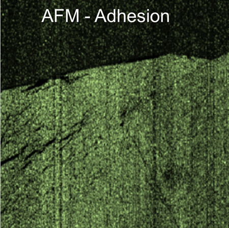 Wrinkled graphene layer with defect-rich regions showing higher compliance and lower adhesion than undisturbed areas.