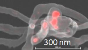 EDS on the Nanoscale in TEM-STEM and SEM