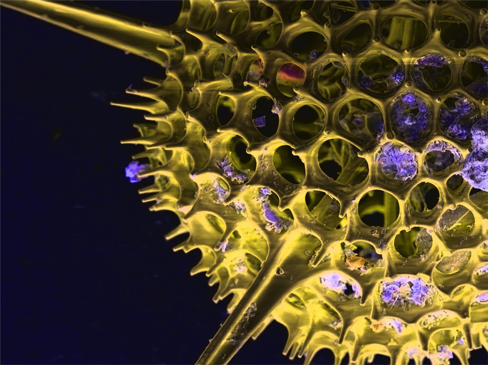 SEM EDS elemental map of radiolaria structure. 3D features are visible at a high resolution 