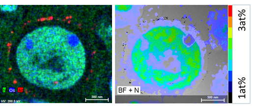 Fig. 3: Element analysis of resin embedded yeast cell