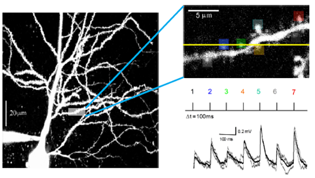 hippcampal pyramidal neuron