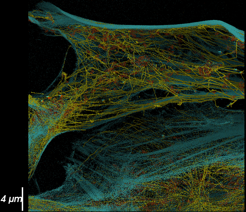 Super-resolution imaging showing the complex interplay of tubulin, actin and mitochondria networks
