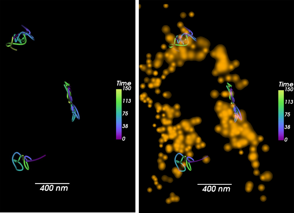 Live combined particle tracking of individual tom20 proteins (left) and mitochondria imaging (right).