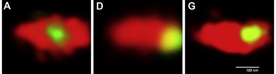 Center of fluorescence of eGFP-linked proteins. Data courtesy: Hodges, et.al