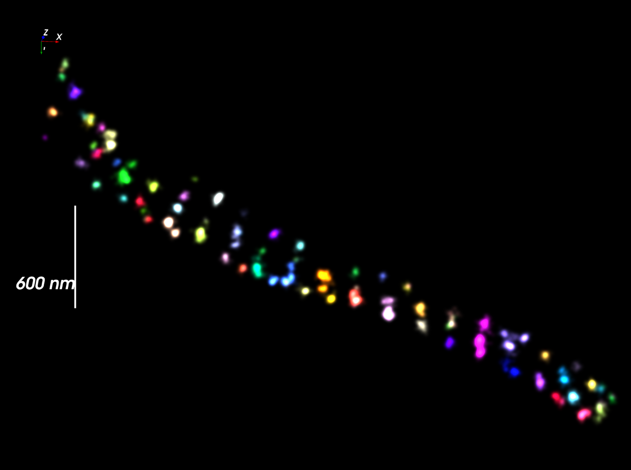 Axons from primary rat hippocampal neurons