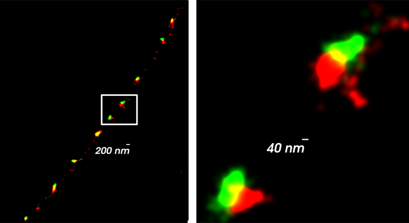 of the ventral nerve cord of an intact C. elegans shows cholinergic neuron neuromuscular synapsis. The synaptic vesicles are green (synaptotagmin-1::SNAPf::TMRstar), and the active zone is red (RIM::Halotag::SiR).