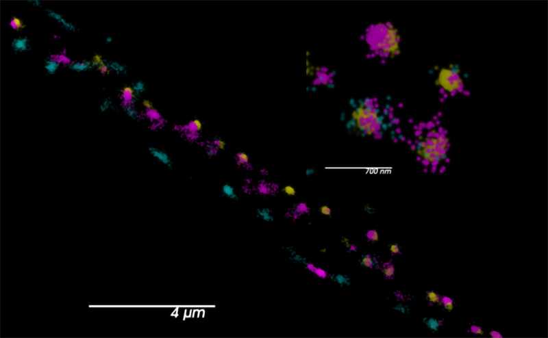 The figure shows two synaptic calcium channels labeled with SNAPf::JF549 (cyan) and HaloTag::JF646 (magenta). Skylan-S (yellow) labels an active zone marker.