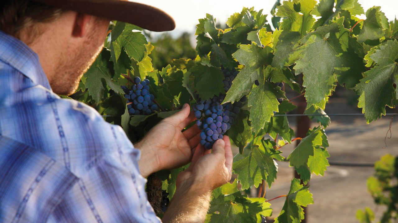 Enólogo inspeciona uvas no vinhedo.