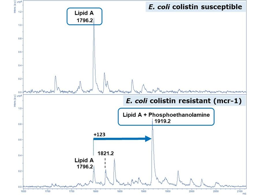 Negative ion mode MALDI-TOF MS reveals the phosphoethanolamine modification of lipid A in colistin-resistant E. coli variants - With courtesy from Gerald Larrouy-Maumus, Imperial College, London-UK