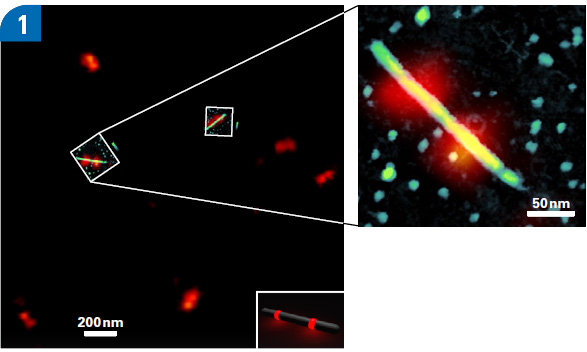  DNA nanorulers and DNA nanorod