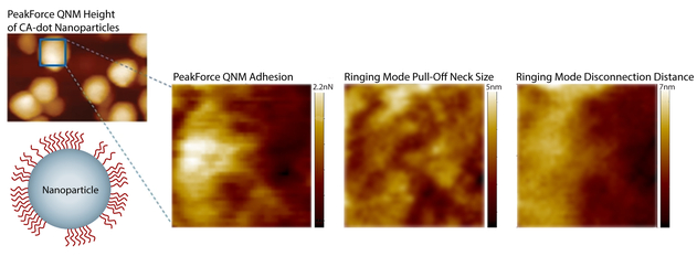 High-resolution Ringing Mode + PeakForce QNM images obtained on the surface of a surface-coated nanoparticle