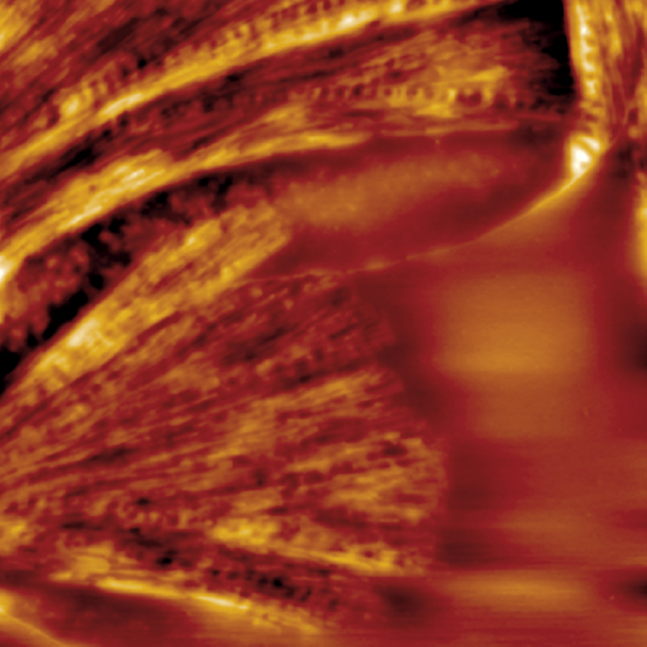 Dimension FastScan AFM - Temperature Control and Thermal Analysis