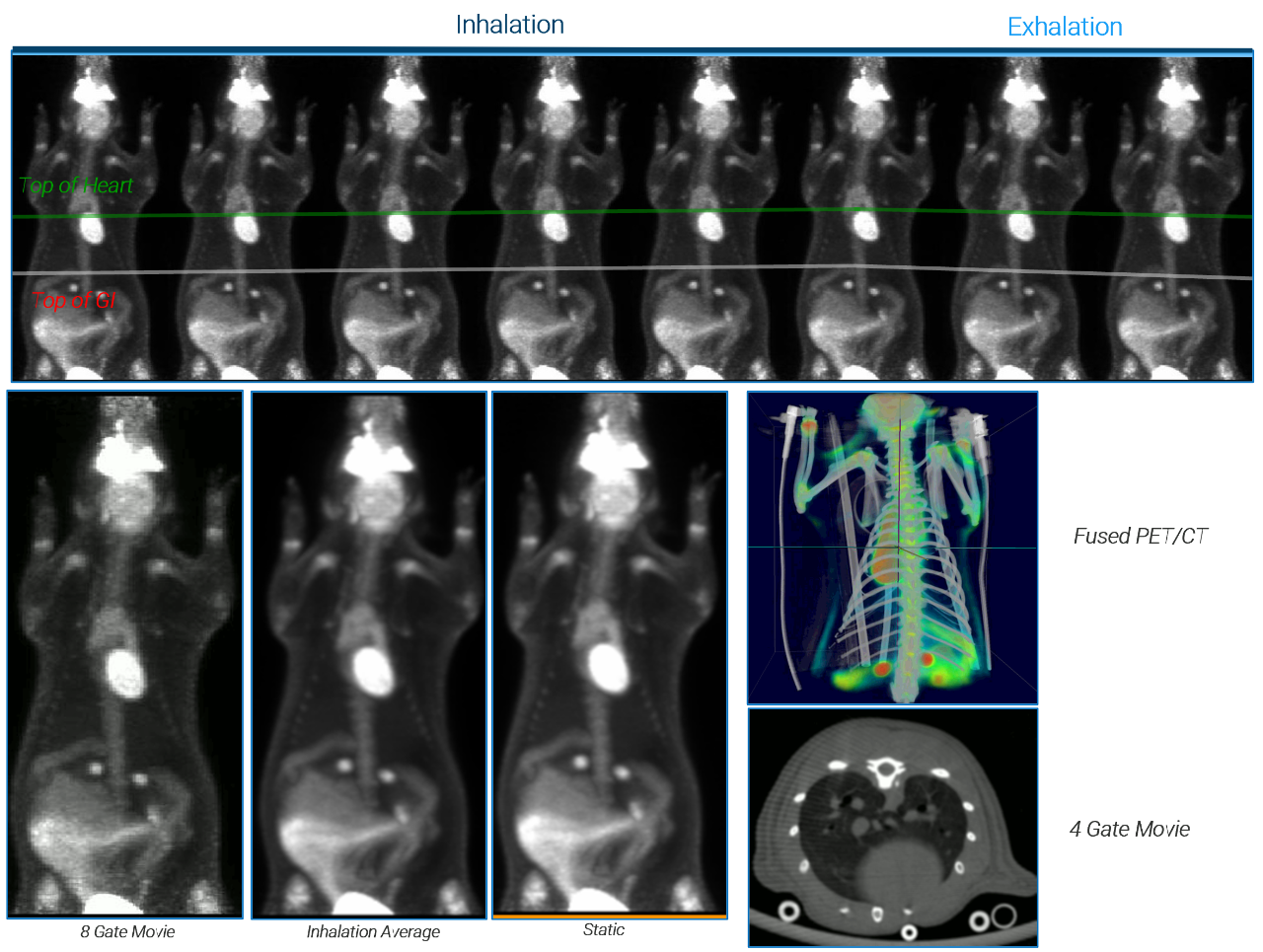 Example shows a typical rat imaged by PET/CT with 18F-FDG