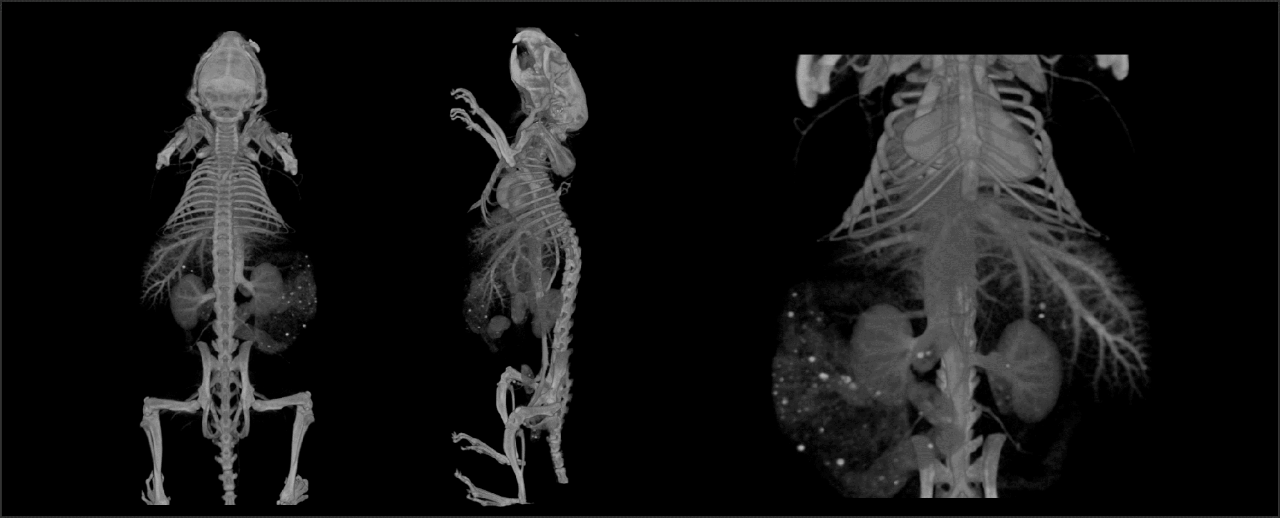 Obese Mouse MicroCT – Exitron Contrast Enhanced