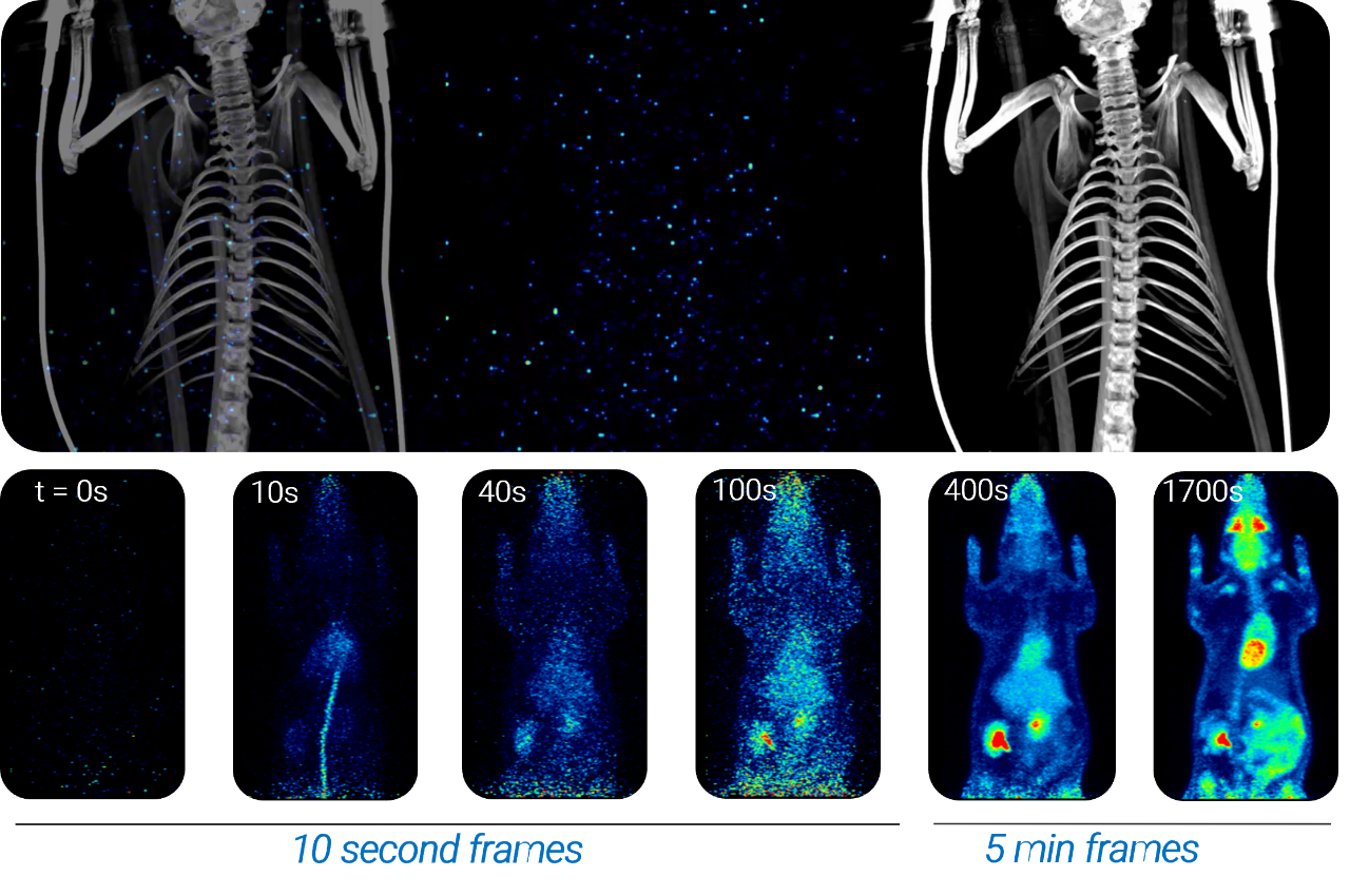 Low Dose 18F-FDG & Dynamic PET/CT in Rats PET/CT Si78