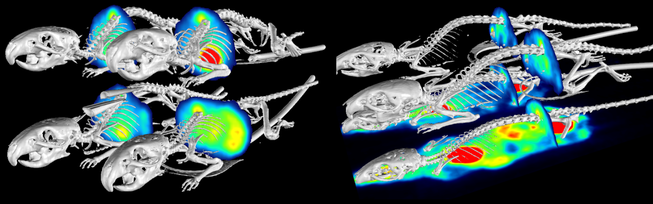 18FDG-PET/CT (3D-Surface). MicroCT 3D surface with 18FDG-PET plane selection in flank tumor. 