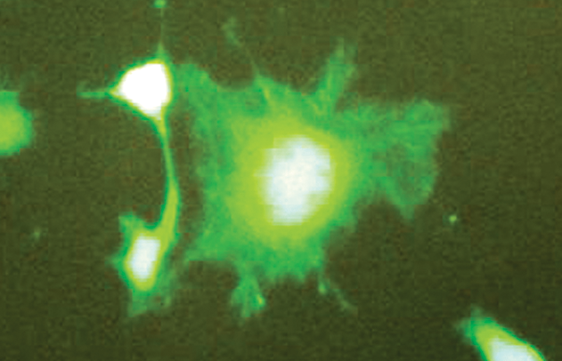 Fluorescence Microscopy - Nanomechanical Testing