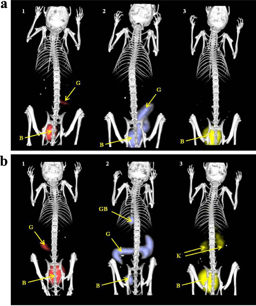 Figure 1. 3D PET/CT images 90 minutes after injection into anaesthetized mice of (a) Ga-68 siderophores and (b) Za-89 siderophores  1= triacetylfusarinine; 2=ferrioxamine E; 3=ferrioxamine B; B=bladder; G=gastrointestinal tract; GB=gall bladder; K=kidney