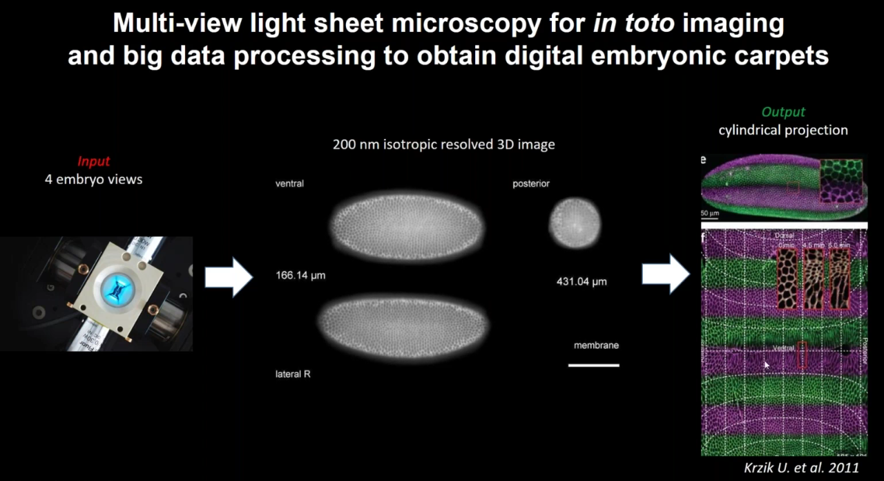 Multi-view light-sheet microscopy for in toto imaging to obtain digital embryonic carpets