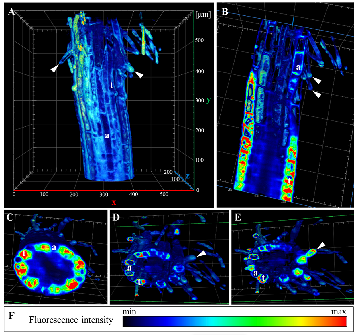  A 3D rendered collection of images depicting the distribution of ANN1-GFP in Arabidopsis, obtained by MuVI SPIM and reconstructed with Arivis. 
