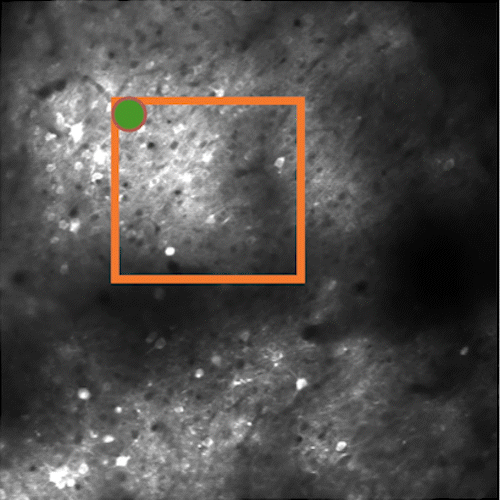 OptoVolt Scan at 16 lines per galvo sweep