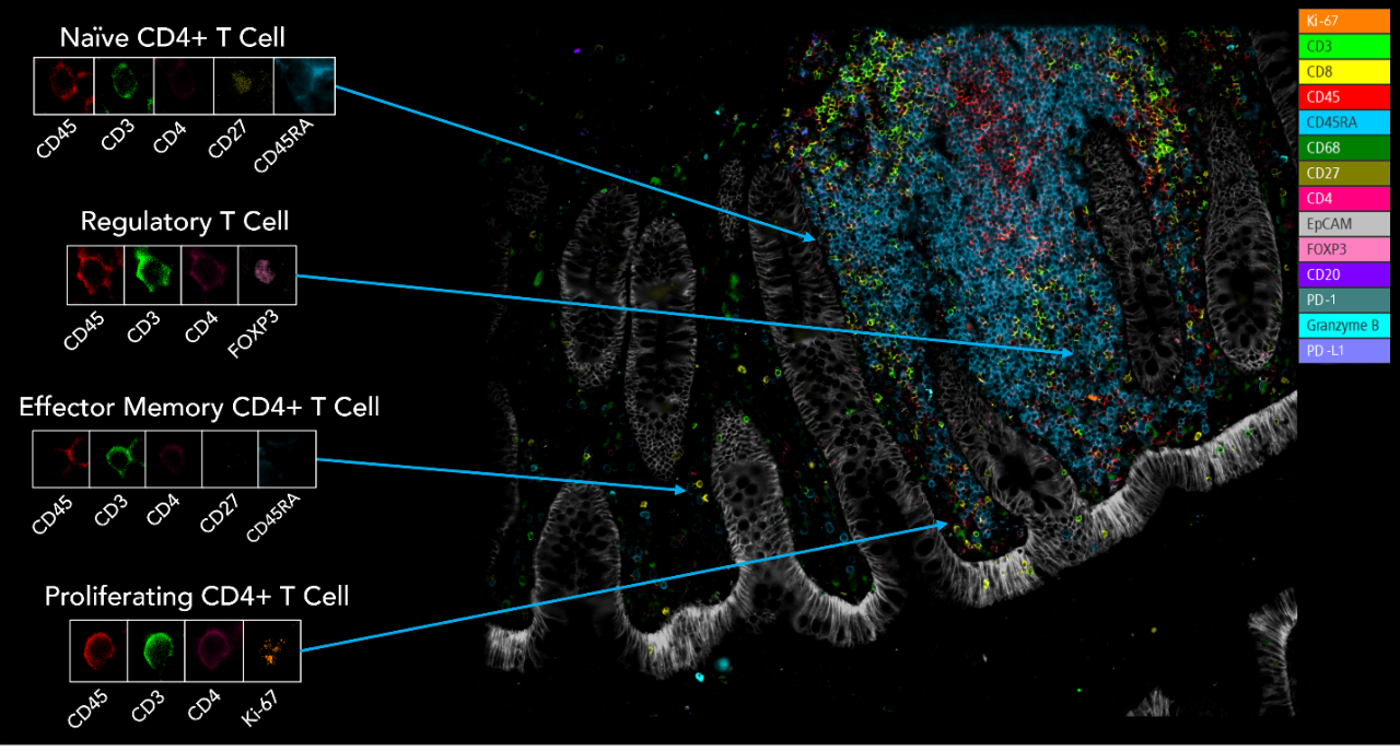 CellScape Highly Multiplexed Biomarker Detection