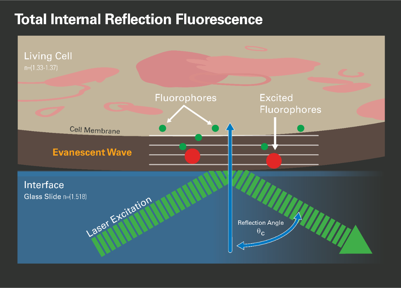 Total Internal Reflection Microscopy (TIRF)
