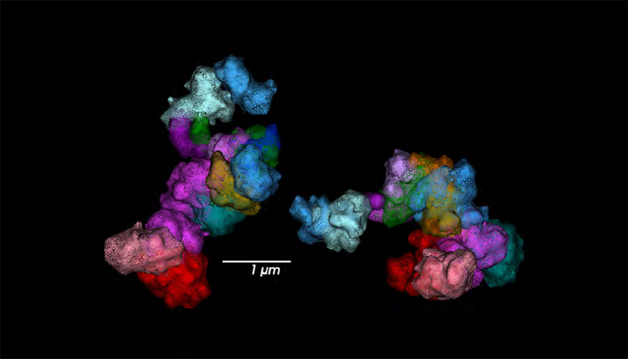 3D chromosome structure visualized in situ, showing color-coded DNA regions on maternal and paternal homologues.
